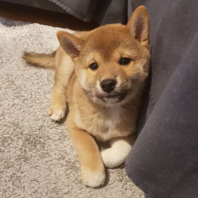 Welpen Bilder !-Beitrag-Bild