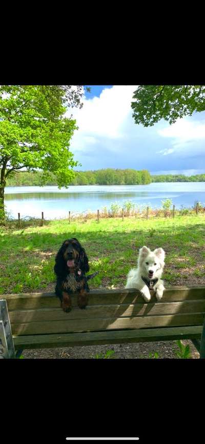 Dogorama-Monats-Challenge-Mai "Wasser"-Beitrag-Bild