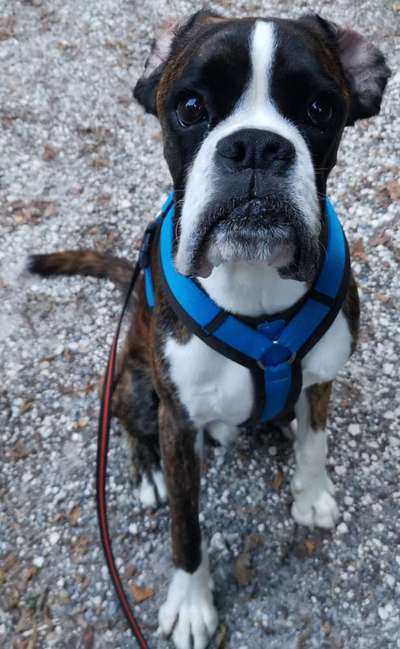 Reinrassige Hunde?-Beitrag-Bild