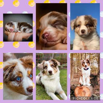 Welpenfotos-Beitrag-Bild