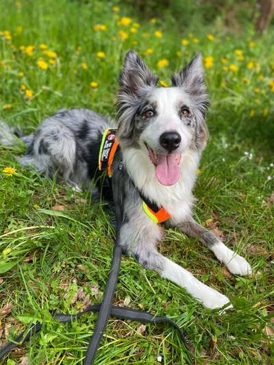 Hundetreffen-Mantrailing-Gruppe-Bild