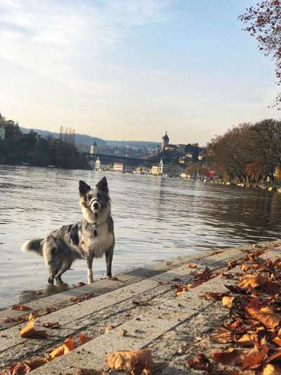 Hundetreffen-Gassie & Training-Bild