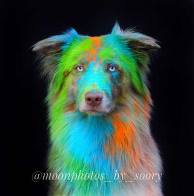 Hundetreffen-Hunde Fotoshooting 🐾🐶📸-Bild