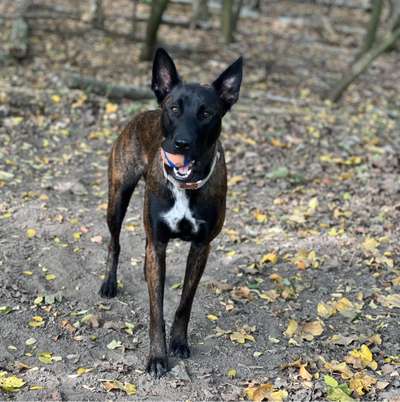 Hundetreffen-Hundespaziergang-Bild