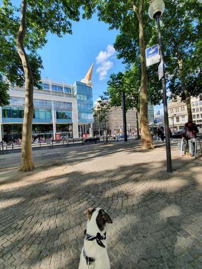 Challenge 23 : "  Euer Hund beim Frühlingserwachen "-Beitrag-Bild