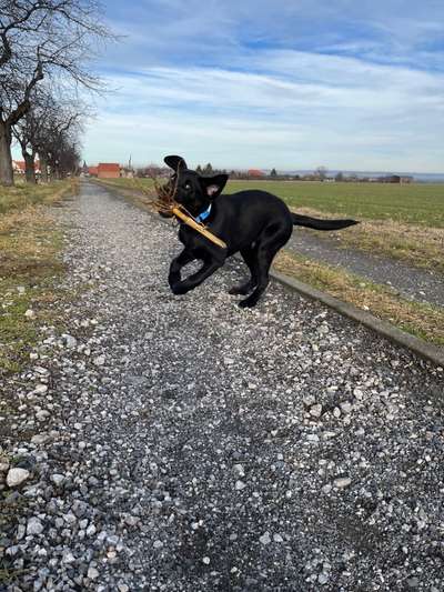 Hundetreffen-Spielen und toben-Bild