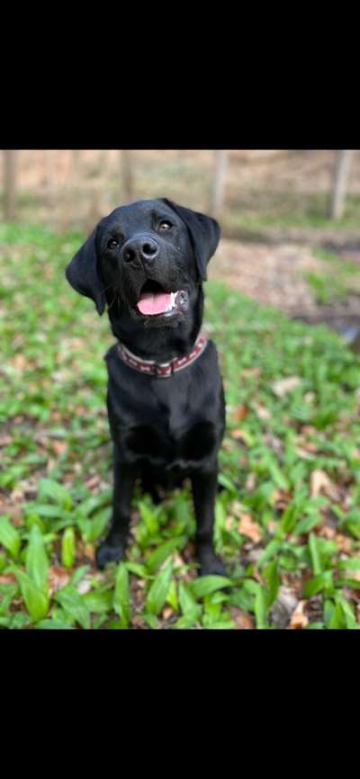 Zeigt her eure Junghunde :)-Beitrag-Bild