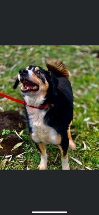 Appenzeller Sennenhunde-Beitrag-Bild