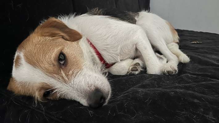 Hunde aus dem Tierschutz: Bulgarien-Beitrag-Bild