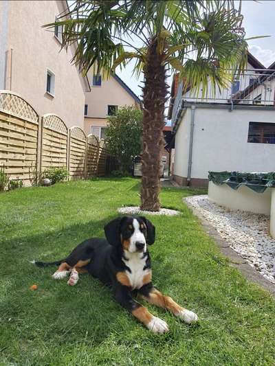 Die Dogorama Wochen Challenge: “Dein Hund im Urlaub”-Beitrag-Bild