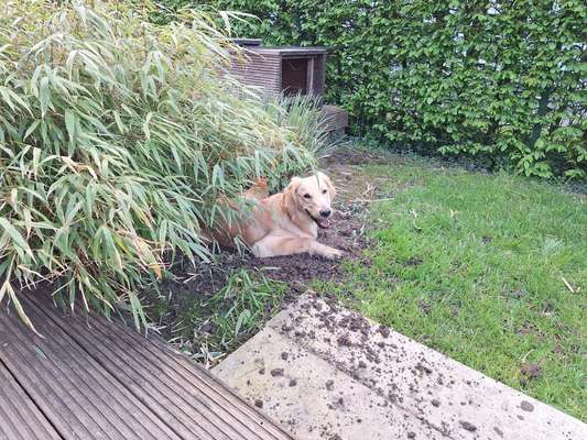 Golden Retriever-Beitrag-Bild