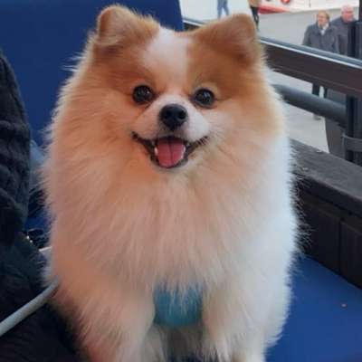 Hundetreffen-Spielfreunde gesucht-Bild