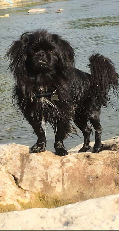 Dogorama-Monats-Challenge-Mai "Wasser"-Beitrag-Bild