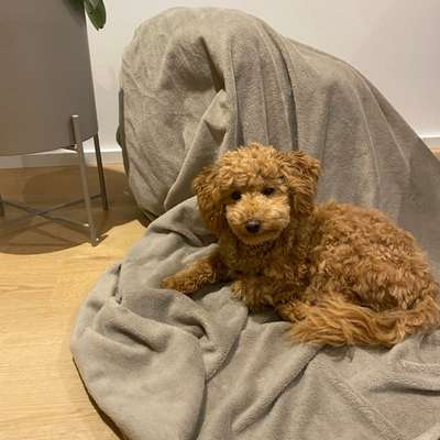 Hundetreffen-Lotti sucht Gassifreunde-Bild