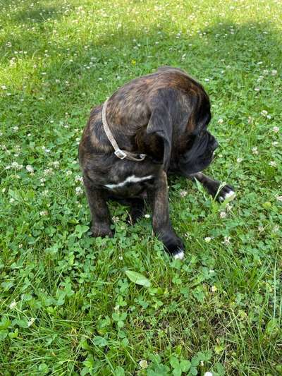 Die Dogorama Monats Challenge "Es grünt und blüht"-Beitrag-Bild