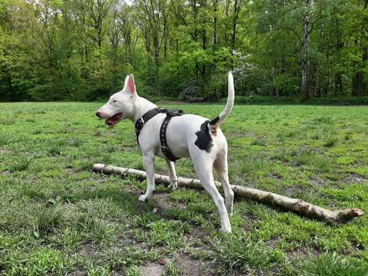 Seltene Rassen!-Beitrag-Bild