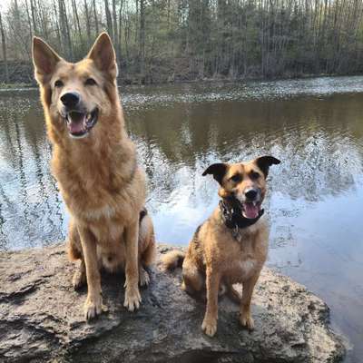 Hundetreffen-Entspannte Spaziergänge-Bild