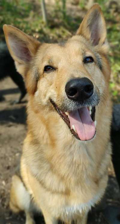 Fotochallenge No. 26                                     Wald und Wiese-Beitrag-Bild