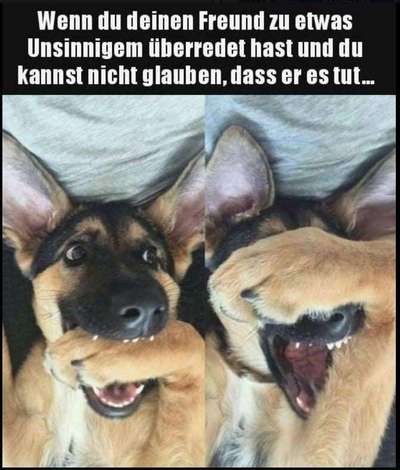 Hunde Memes-Beitrag-Bild