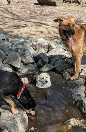 Dogorama-Monats-Challenge-Mai "Wasser"-Beitrag-Bild