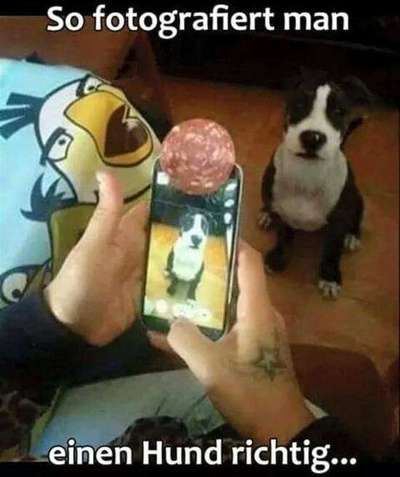 Hunde Memes-Beitrag-Bild