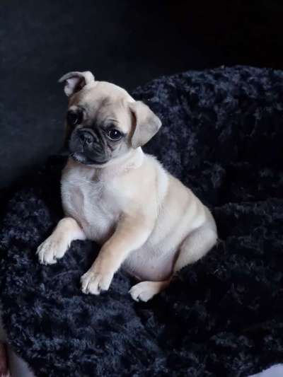 Dogorama Photo Challenge - Hundeblick zum hinschmelzen-Beitrag-Bild