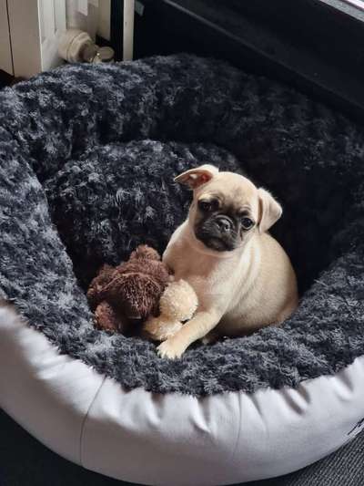 Welpenfotos-Beitrag-Bild