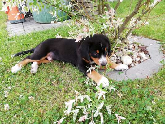 Als Welpen sind sie alle noch süßer-Beitrag-Bild