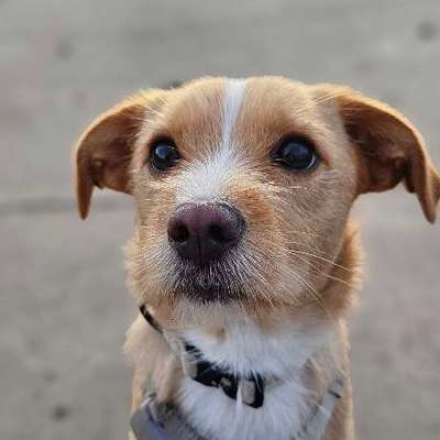 Hundetreffen-Gassi- und/oder Spieltreffen🐶-Bild