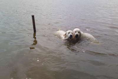 Golden Retriever-Beitrag-Bild