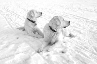 Golden Retriever-Beitrag-Bild