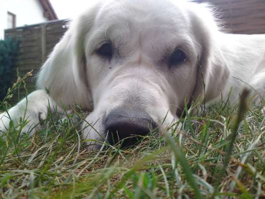 Golden Retriever-Beitrag-Bild