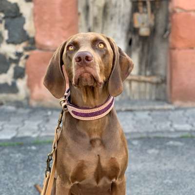 Hundetreffen-Gassitreffen Mücke, Grünberg und Umgebung-Bild