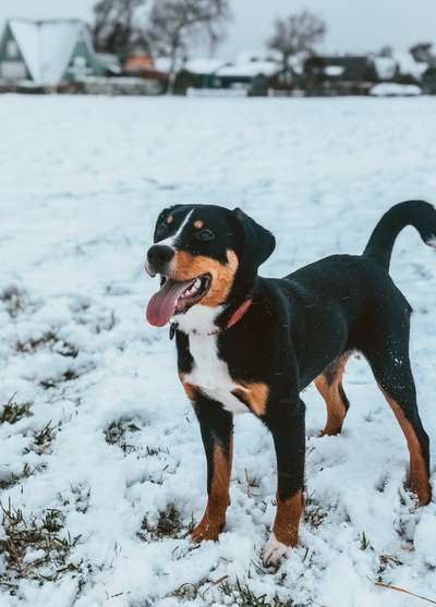 Appenzellerbesitzer gesucht!-Beitrag-Bild