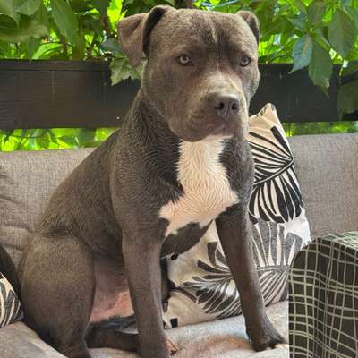 Hundetreffen-Spieltreffen Sozialisierung-Bild