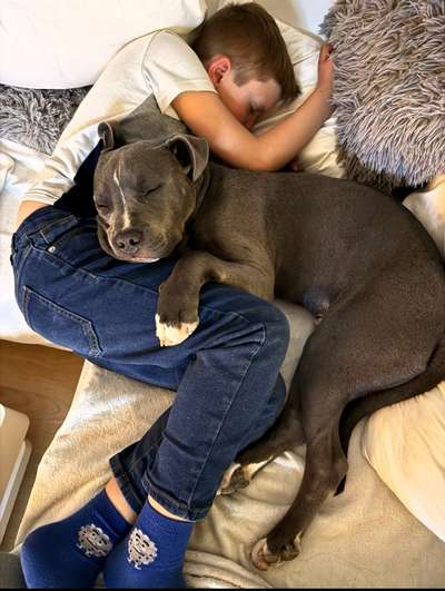 Listenhund Besitzer-Beitrag-Bild