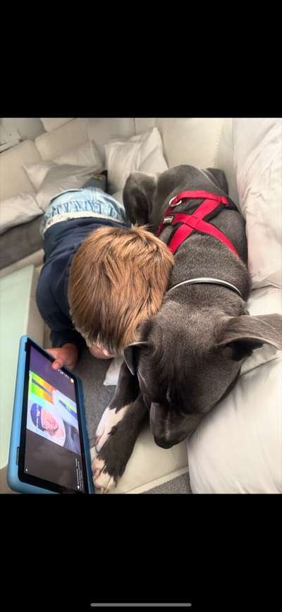 Listenhund Besitzer-Beitrag-Bild