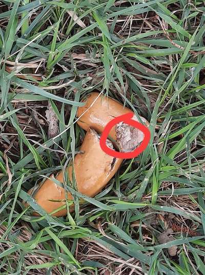 Giftköder-Wurst mit Glasscherben-Bild