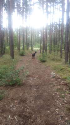 Hundeauslaufgebiet-Wiese Stadt Fürstenwalde Nord-Bild