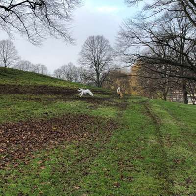 Hundeauslaufgebiet-Sternschanzenpark-Bild