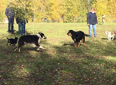 Hundeauslaufgebiet-Mels Hundewiese-Bild