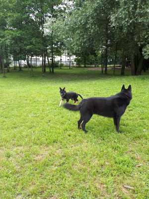 Hundeauslaufgebiet-Hundewiese Achern des TSV-Bild