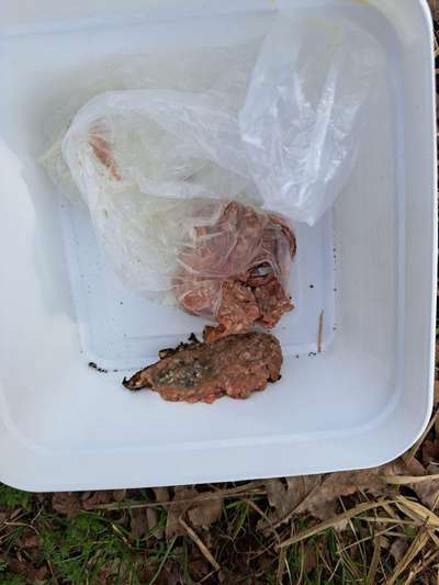 Giftköder-Giftköder-Bild