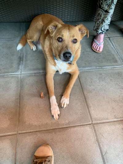 Giftköder-Toter Hund-Bild