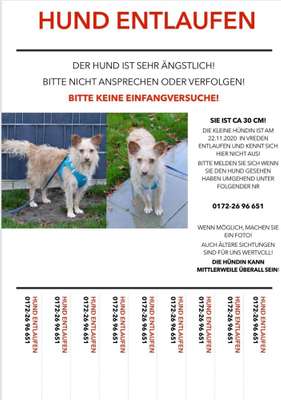 Suchmeldung-Tiffy-Bild