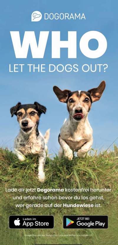 Werbung für Dogorama-Vom Hundefan für Hundefans-Beitrag-Bild