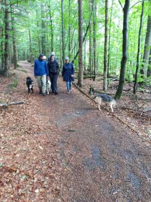 Hundeauslaufgebiet-Bienstand-Bild