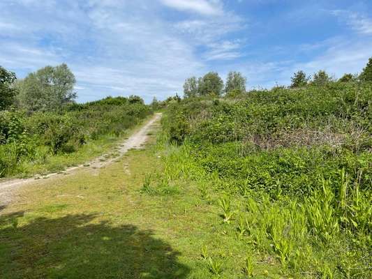 Hundeauslaufgebiet-Nienbrügger Berg-Bild