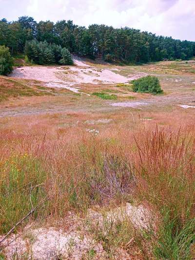 Hundeauslaufgebiet-Neugraben-Bild