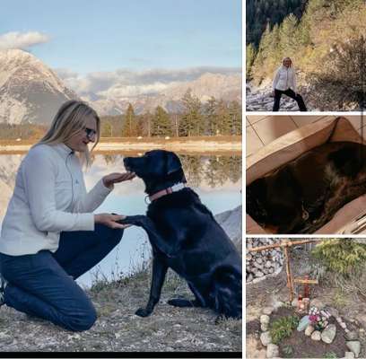 Giftköder-Vergifteter Hund-Bild